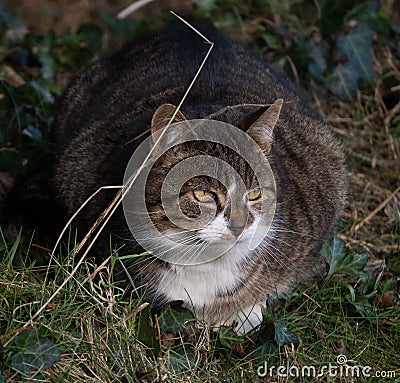 Feral tabby cat with vivid yellow eyes in undergrowth Stock Photo