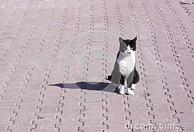 Feral white and black cat - RAW format Stock Photo