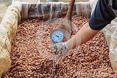 Fermenting cocoa beans to make chocolate Stock Photo