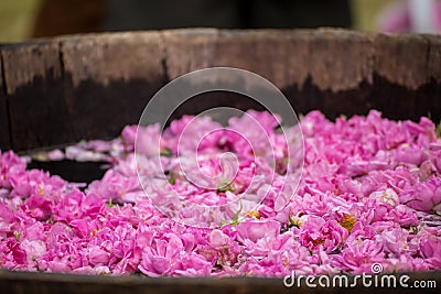 Fermenting rose water Stock Photo