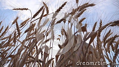 Fermeture du bras mâle se déplaçant au-dessus du blé mûr poussant sur la prairie Jeune agronome marchant dans le champ de céréale clips vidéos Fermeture du bras mâle se déplaçant au-dessus du blé mûr poussant sur la prairie Jeune agronome marchant dans le champ de céréale clips vidéos