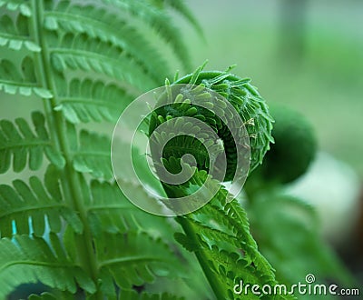 Fern. Stock Photo