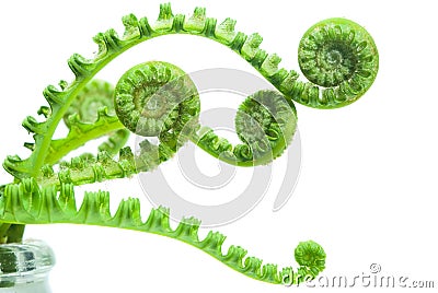 Fern Stock Photo