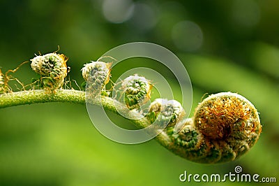 Fern Stock Photo