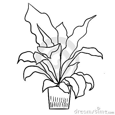 Fern asplenium in a pot in black line outline cartoon style. Coloring book houseplants flowers plant for interrior Stock Photo