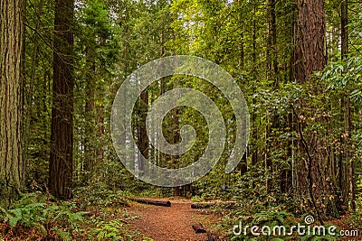 Fern below giant sequoias in Redwoods Forest in California Stock Photo