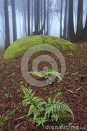 Fern and blue forest Stock Photo