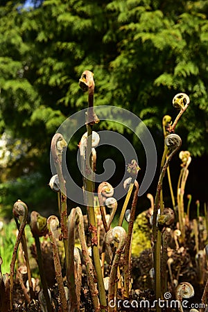 Fern Botanic Garden Stock Photo