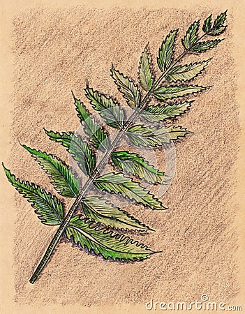 Fern bracken branch leaf botanical craft sketch Stock Photo