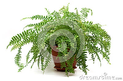 fern-brown-pot-23205923.jpg