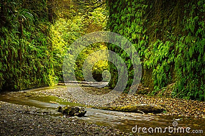 Fern Canyon California Stock Photo