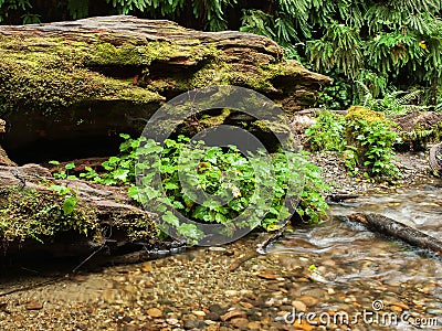 Fern canyon with stream Stock Photo