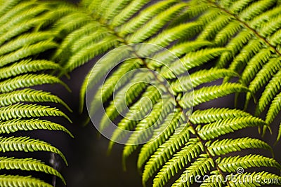 Fern close up - detailed green plant foliage Stock Photo