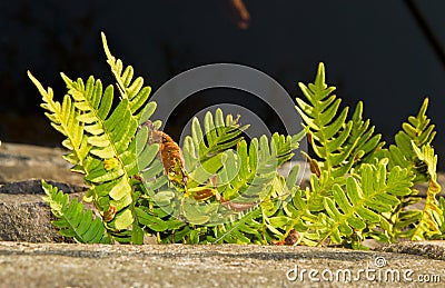 Fern Common polypody growing on an old quay wall Stock Photo