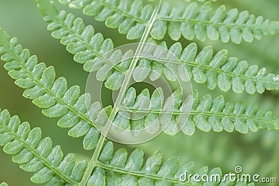 Fern detail in the shaded forest Stock Photo