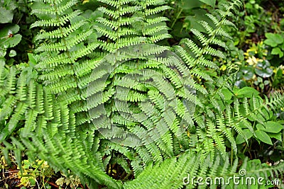 Fern Dryopteris filix-mas grows in the forest Stock Photo