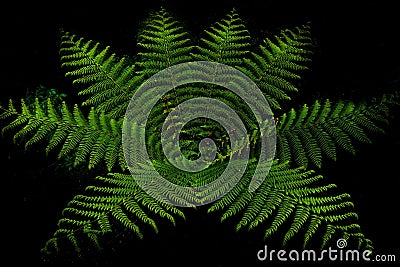 Fern forest in milfordsound Stock Photo