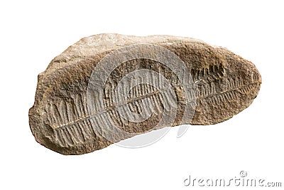 Fern Fossil Imprint Stock Photo