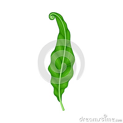 Fern or Frond Leaf with Erect Stem Vector Illustration Stock Photo