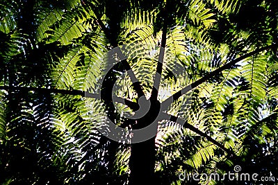 Fern Fronds Stock Photo