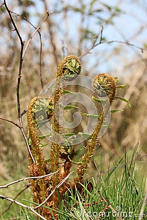 Fern fronds growing at the crozier stage Stock Photo