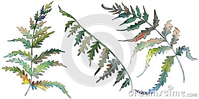 Fern Green leaf. Plant botanical garden floral foliage. Watercolor background set. Isolated fern illustration element. Cartoon Illustration