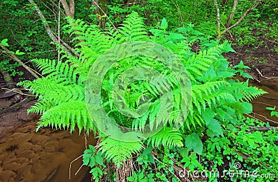 Fern growing in the forest Stock Photo