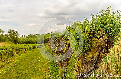 Fern growing in the hole of a willow tree Stock Photo