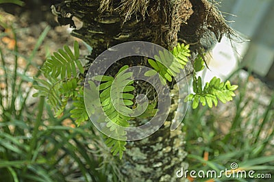 Fern growing in a palm tree Stock Photo