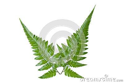 Fern leaf Stock Photo