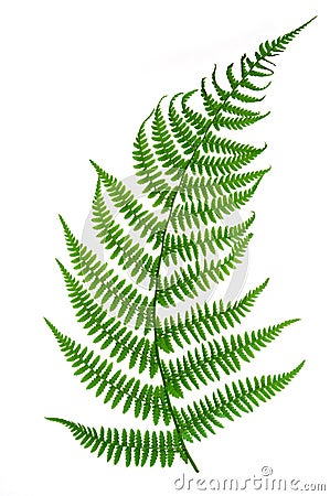 Fern leaf Stock Photo