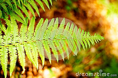 Fern leaf on a blurred background with a brownish purity. The essence of the forest of Central Eastern Europe. Stock Photo