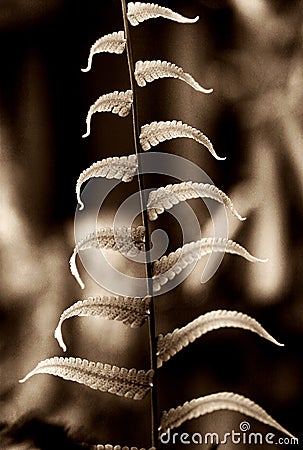 Fern leaf dancing Stock Photo