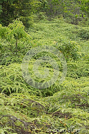 Fern Stock Photo