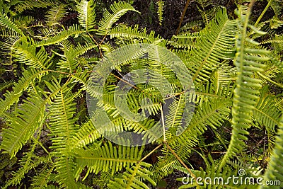 Fern Stock Photo