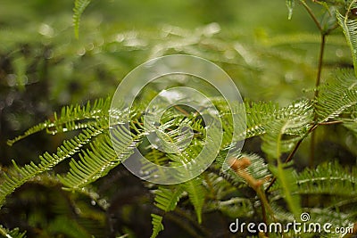 Fern Stock Photo