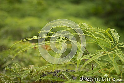 Fern Stock Photo