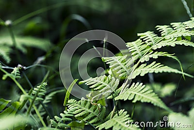 Fern leaf on green garden background. Green fern macrophoto. Fairy tale forest scene. Stock Photo