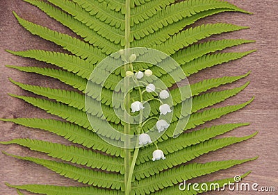 Fern leaf and lily of the valley on a brown wooden background. Freshness and tenderness. Stock Photo