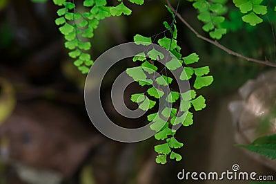 Green leaf pattern in Himalayan forests in cold region having blur background Stock Photo