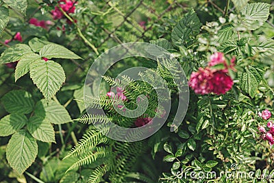 Fern leaf, raspberry branches with leaves and pink roses on old rusty fence in sunny forsaken garden Stock Photo