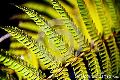 Fern leaf under mornig light Stock Photo