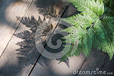 Fern leafs and its shadow Stock Photo