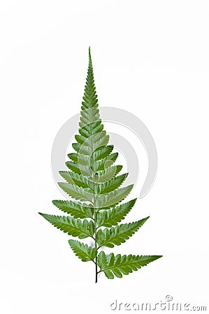 Fern Leaves Stock Photo