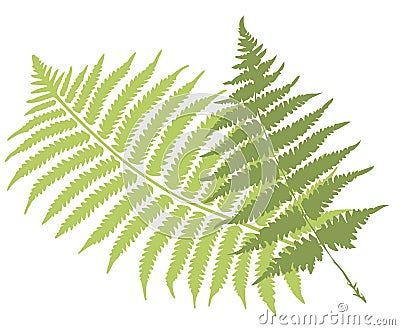 Fern leaves Vector Illustration