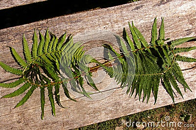 Green fern leaves arranged in the form of the symbol of infinity. Fern lemniscate sign on a wooden background. Stock Photo