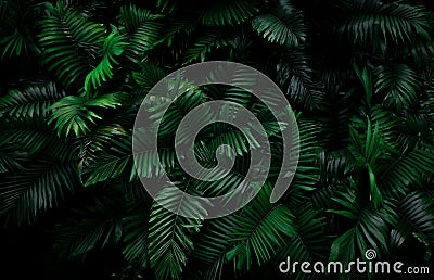 Fern leaves on dark background in jungle. Dense dark green fern leaves in garden at night. Nature abstract background. Fern at Stock Photo