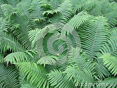Fern leaves in the forest Stock Photo