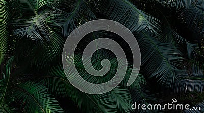 Fern leaves in forest texture background. Dense dark green fern leaves in garden. Nature abstract background. Fern at tropical Stock Photo