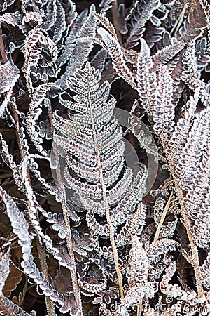 Fern Leaves in the frost Stock Photo